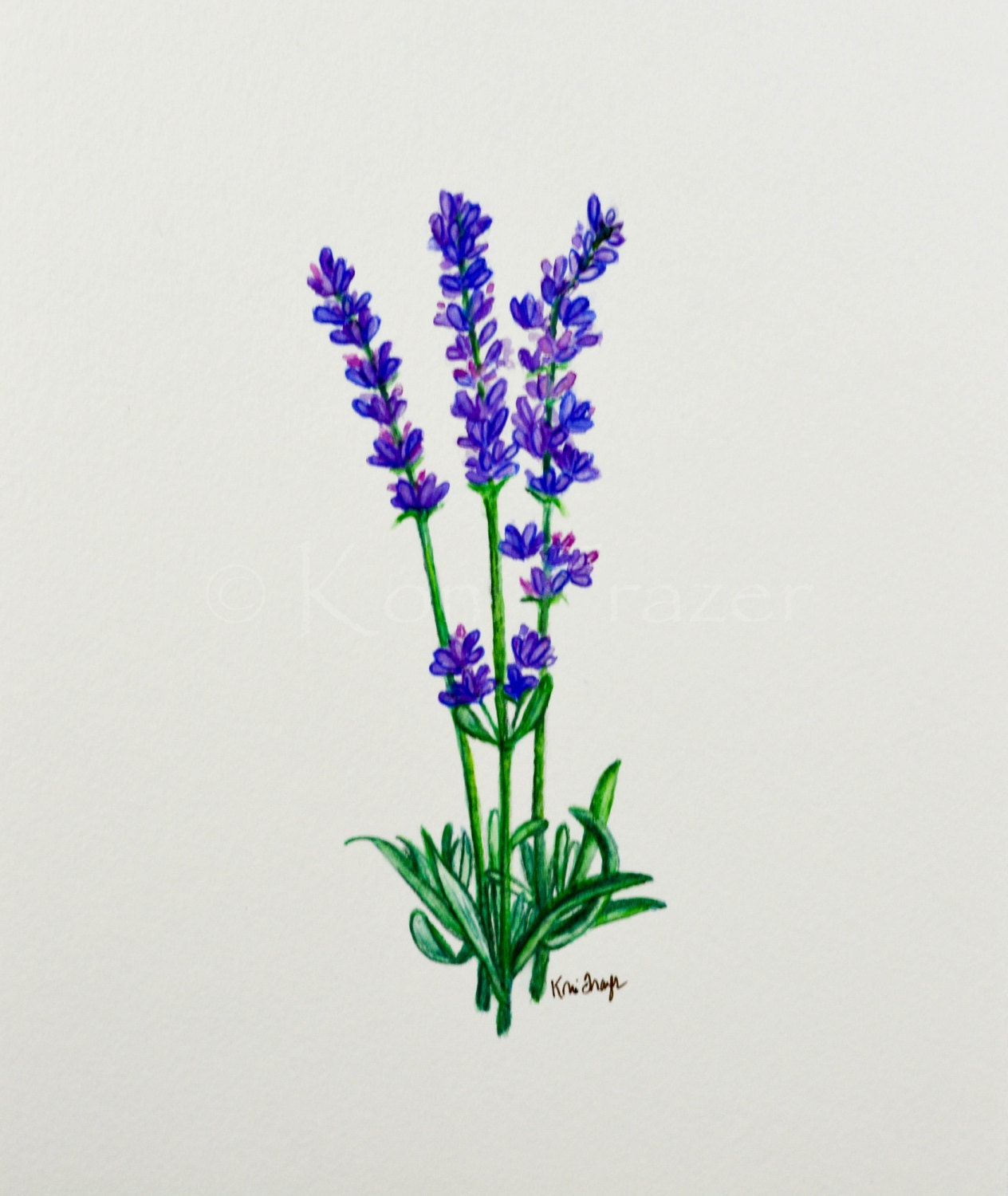 Lavender Watercolor Painting Wall Decor Original Painting Etsy