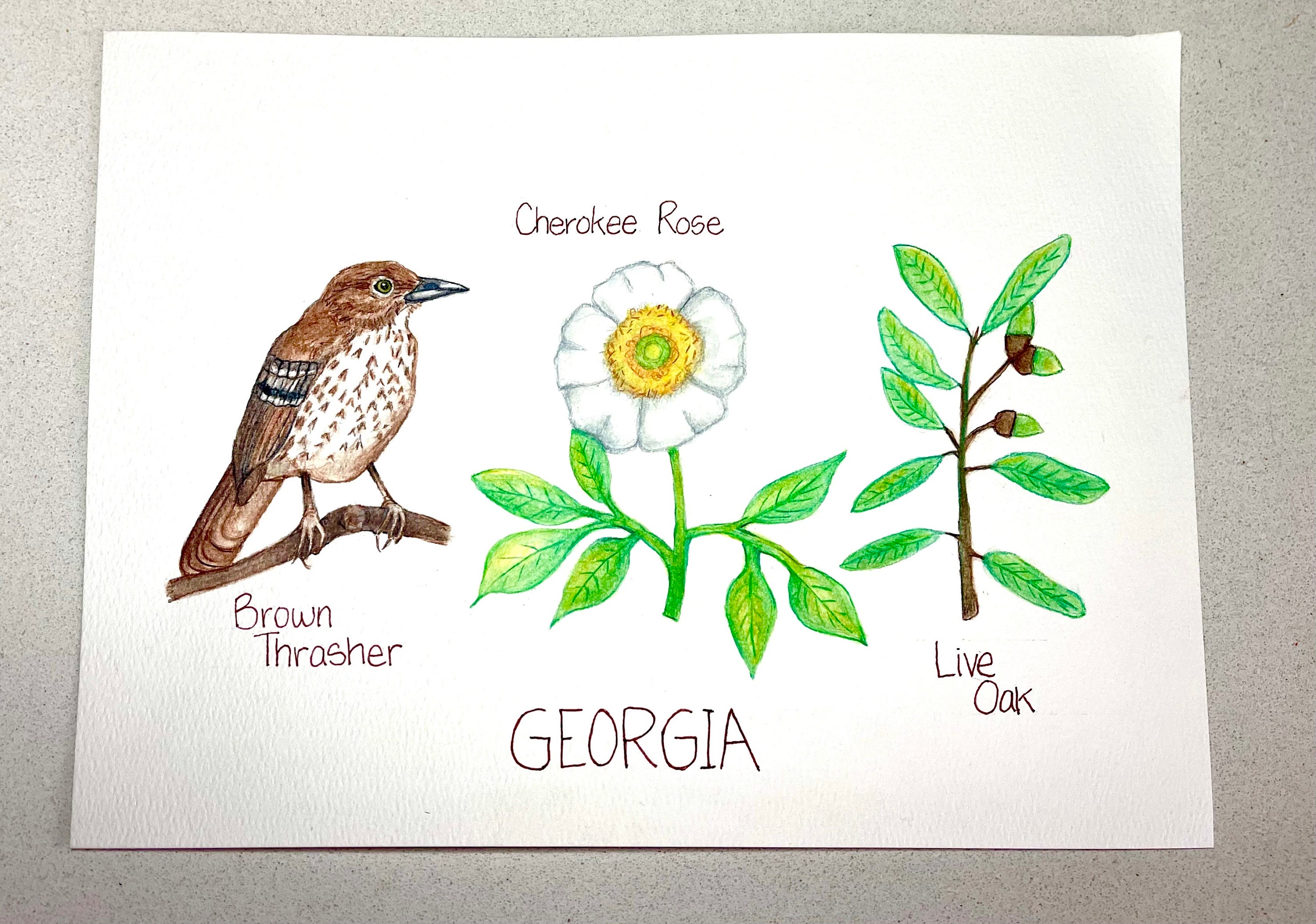 Georgia State Bird, State Flower, State Tree, Original Watercolor ...