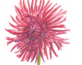 Dahlia watercolor painting, flower painting 5 x 7, most interesting flowers