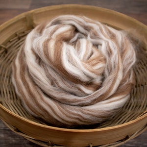 May include: A coiled bundle of unspun wool roving featuring a variegated color palette of soft white, light tan, and medium brown tones. The fibers are arranged in a circular, layered formation, showcasing a fluffy and textured appearance.