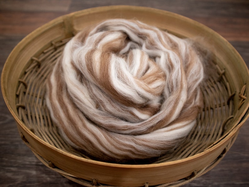 May include: A coiled bundle of unspun wool roving featuring a variegated color palette of soft white, light tan, and medium brown tones. The fibers are arranged in a circular, layered formation, showcasing a fluffy and textured appearance.