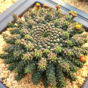 Euphorbia gorgonis Succulentes Graines saines, charnues et viables 5 PCS.