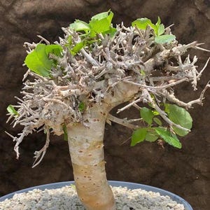 Commiphora wightii Graines saines, charnues et viables 5 PCS.