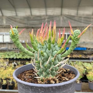 Euphorbia schoenlandii succulent Graines saines, charnues et viables 5 PCS.