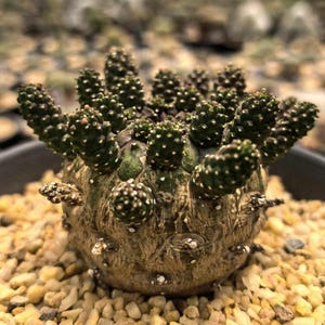 Euphorbia gamkensis succulent Graines saines, charnues et viables 5 PCS.