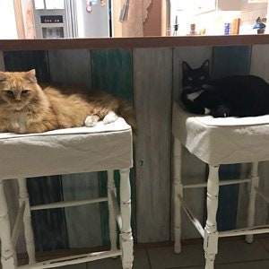 May include: Two cats resting on white stools. One cat is orange with white paws, and the other is black with a white chest. The stools have white wooden legs and are positioned in front of a multi-colored wall.