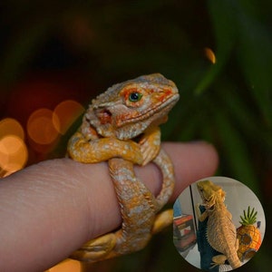 Könnte beinhalten: Ein kleiner, orangefarbener und weißer Bartagame sitzt auf einem Finger. Der Bartagame hat leuchtend grüne Augen und ist in einer entspannten Position zusammengerollt. Der Hintergrund ist verschwommen und unscharf.