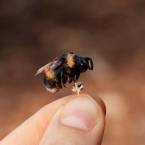 Könnte beinhalten: Nahaufnahme einer Hummel, die zwischen einem Finger und einem Daumen gehalten wird. Die Biene hat schwarz-gelbe Streifen und durchscheinende Flügel. Der Hintergrund ist ein verschwommenes Braun.