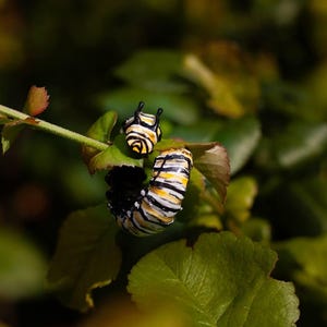 May include: Close-up of two monarch butterfly caterpillars on a green leafy plant. The caterpillars have black, yellow, and white stripes. One caterpillar is smaller and positioned above the larger one. The background is blurred green.