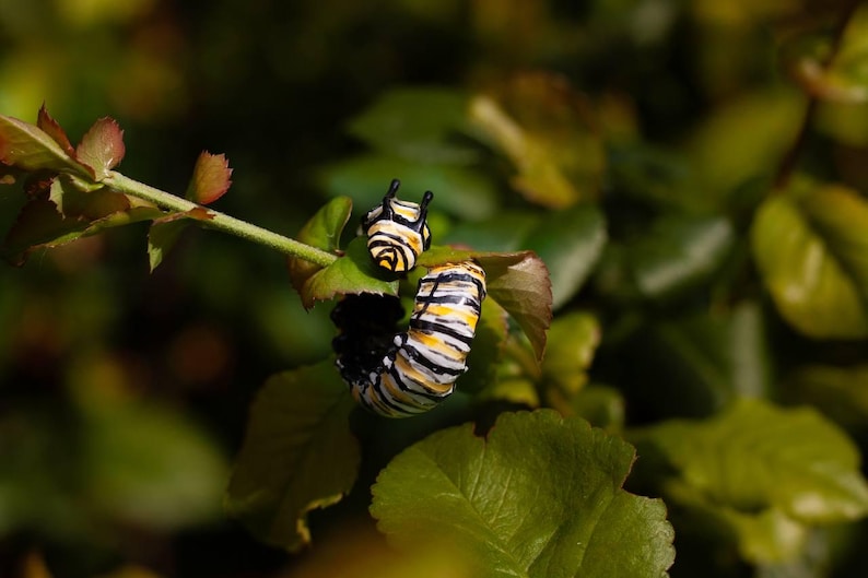 May include: Close-up of two monarch butterfly caterpillars on a green leafy plant. The caterpillars have black, yellow, and white stripes. One caterpillar is smaller and positioned above the larger one. The background is blurred green.
