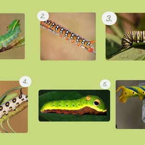 May include: Six images of caterpillars in different stages of development. The caterpillars are depicted in various colours, such as green, yellow, orange, and black, with diverse patterns. Some are on leaves or branches, showing their natural habitats.