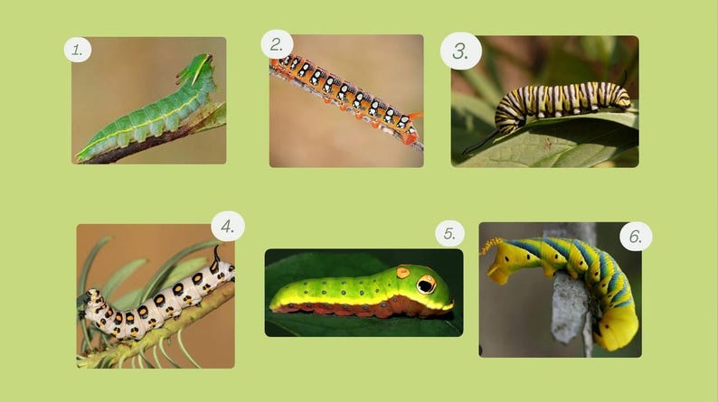 May include: Six images of caterpillars in different stages of development. The caterpillars are depicted in various colours, such as green, yellow, orange, and black, with diverse patterns. Some are on leaves or branches, showing their natural habitats.