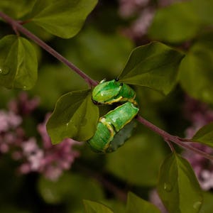 May include: A vibrant green caterpillar with yellow markings is seen on a branch with green leaves. The background is a soft focus of pink flowers and green foliage, creating a natural, outdoor setting.