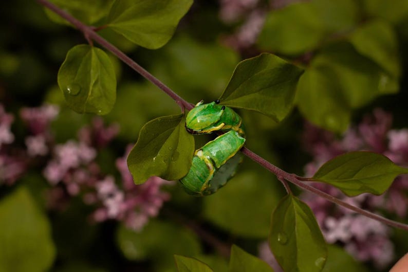 May include: A vibrant green caterpillar with yellow markings is seen on a branch with green leaves. The background is a soft focus of pink flowers and green foliage, creating a natural, outdoor setting.