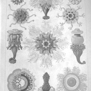 Vintage 1974 Bookplate, Ernst Haeckel, Siphonophora/Jellyfishes