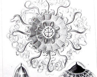 Vintage 1974 Bookplate, Ernst Haeckel, Jellyfish/Siphonophora, Black and White Print, Book Page, Wall Art, Sea Life Print
