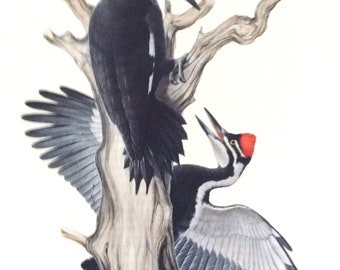 Menaboni's Birds, Pileated Woodpecker, 1950 Vintage Book Page To Frame, 8.5 x 12 in