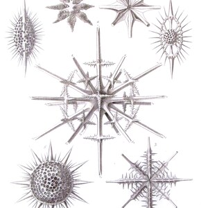 Ocean Life, Nature Print by Ernst Haeckel, 9.5 x 12 in. Vintage Book Page, Wall Art, Unframed Sea Life Print