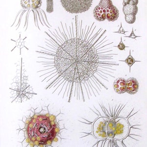 Ocean Life, Nature Print by Ernst Haeckel, 9.5 x 12 in. Vintage Book Page, Wall Art, Unframed Sea Life Print