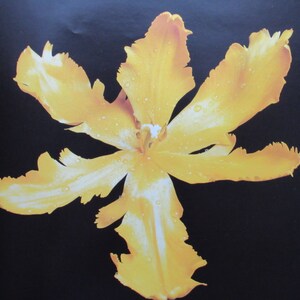 Tulipanes, Loro Amarillo / Fiesta de jardín, 12 x 12 in, placa de color, impresión de libro vintage de 2 lados, impresión de botánica