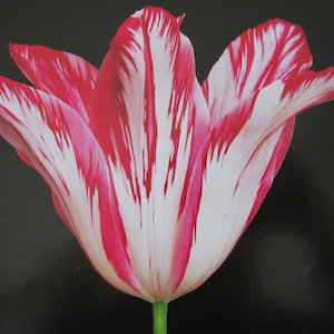 Tulipanes, Elegante Lady/Vivex, 12 x 12 in, Placa de color, Impresión de libro vintage de 2 lados, Impresión de Botánica