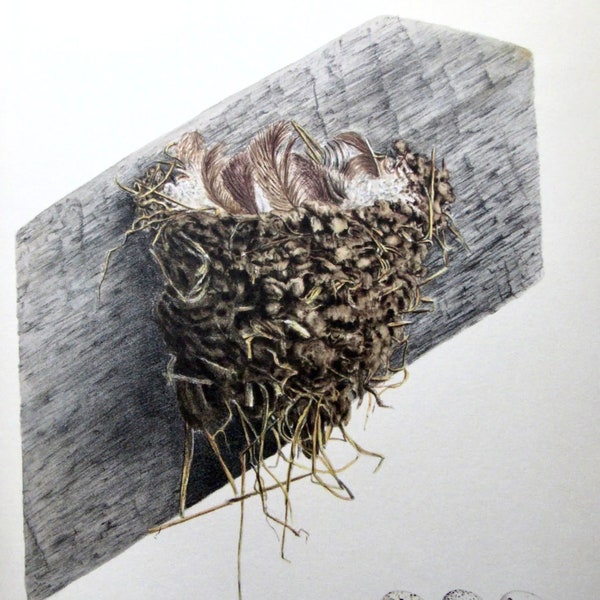 Barn Swallow Nest and Eggs, Color Plate, Vintage Book Page Print, Unframed Print, 10.5 x 13 in, Nature Print, Ornithology Print