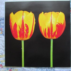 Tulipanes, Bellano/Esparanto de rayas, 12 x 12 pulgadas, placa de color, impresión de libro vintage de 2 caras, impresión botánica