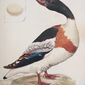Brandgans von Jan Sepp, 1990er Jahre Reproduktion Colorplate Buch Platte, 10 x 14. Buch Seite Druck, Ornithologie, Vogel Drucken drucken