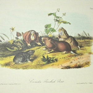 Vintage Audubon Animal Print-2 Sided Book Page -Mammal-1975 Print-Canada Pouched Rat/Columbia Pouched Rat