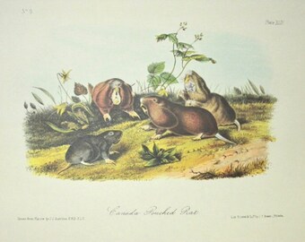 Bushy-tailed Wood Rat by John James Audubon 9