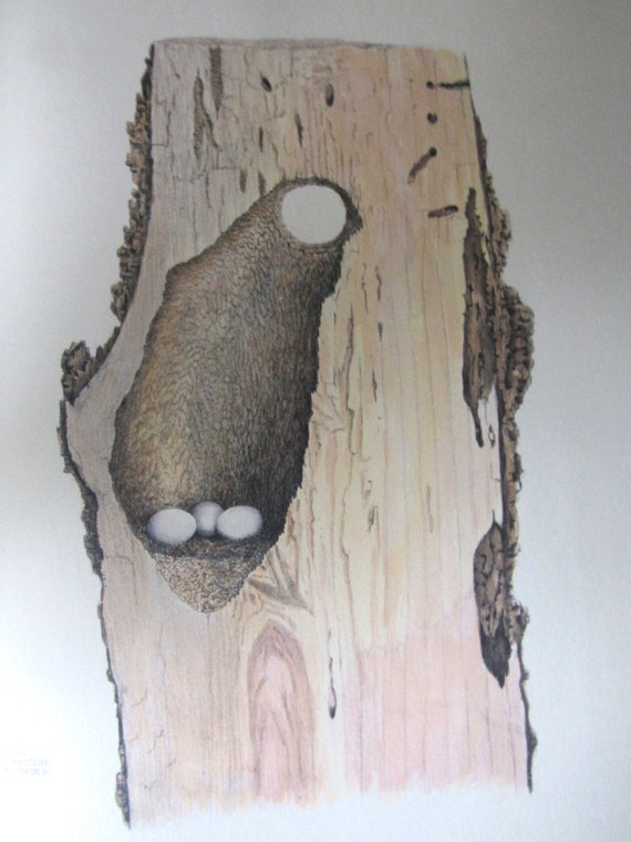 Downy Woodpecker Nest and Eggs/color Plate/vintage Book Page | Etsy