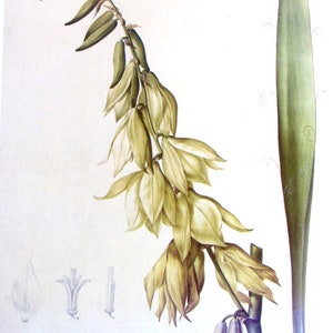 Botany Print-Redoute-Adams Needle, Yucca Plant, Unframed Flower Print, Nature Print, Color Plate, 1986