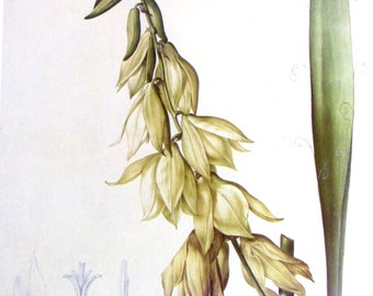 Botany Print-Redoute-Adams Needle, Yucca Plant, Unframed Flower Print, Nature Print, Color Plate, 1986