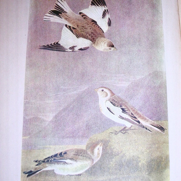 Audubon's Birds of America, Bookplate, 1950, First Edition Book Page, 288 Snow Bunting, 287 Lapland Longspur