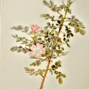 Vintage Color Plate, Dwarf Shrub Rose, Botany Plate, 9 x 13 in., Book Plate, Unframed Book Page, Nature Print