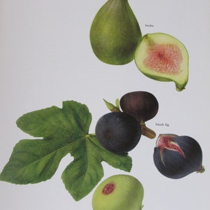 Fig,Color Plate, 7.75 x 11.5 in, Vintage Book Page Illustration by Marilena Pistoia, Unframed Print