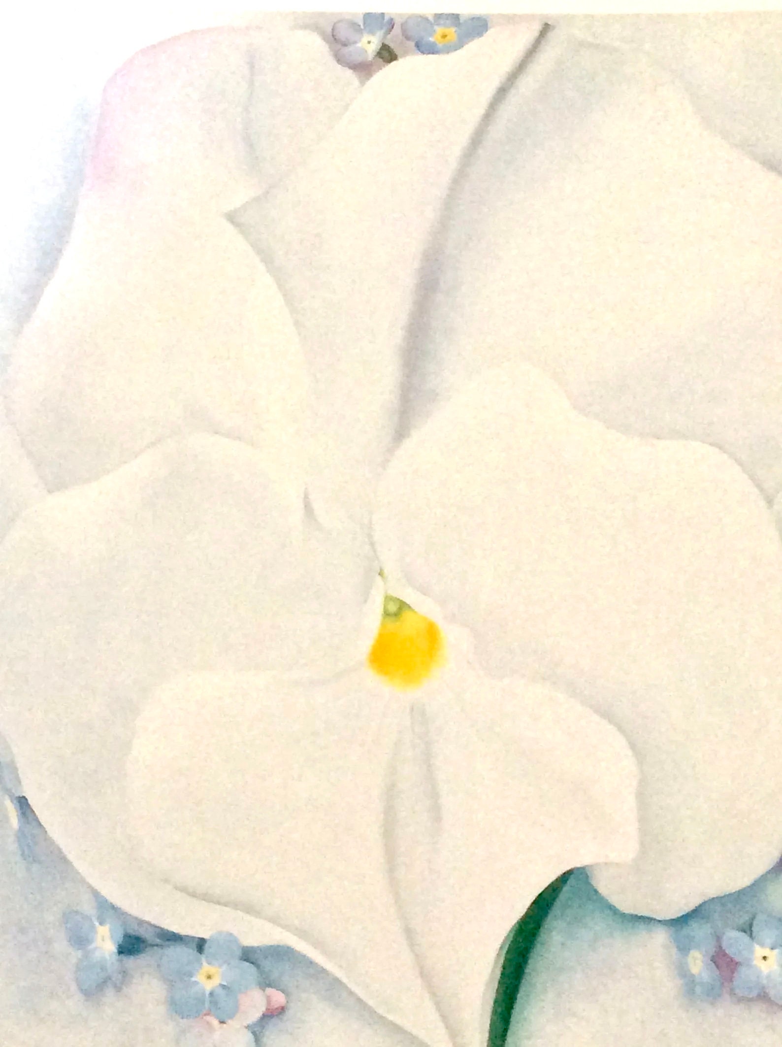 Georgia O'keeffe, White Pansy, 1927, 10 X 12 In. Book Page