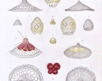 Ocean Life, Nature Print by Ernst Haeckel, 9.5 x 12 in. Vintage Book Page, Wall Art, Unframed Sea Life Print