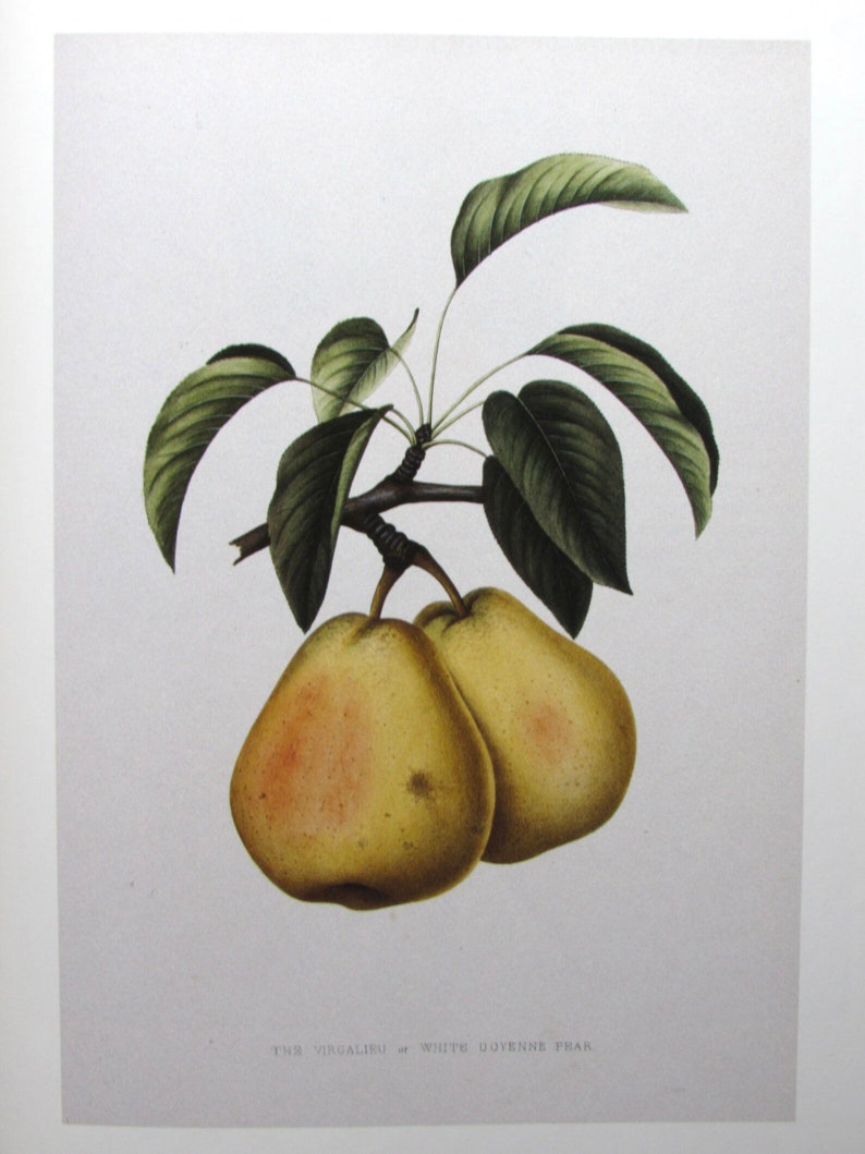 Virgalieu Pear, Reproduction Color Plate, 9 X 12 In. Vintage Book Page ...