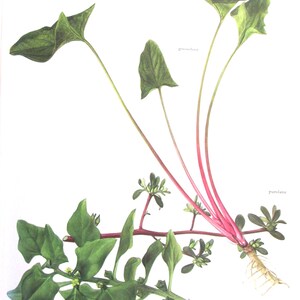 Goosefoot/Purselane/New Zealand Spinach, Color Plate, 7.75 x 11.5 in, Vintage Illustration by Marilena Pistoia, Unframed Book Page