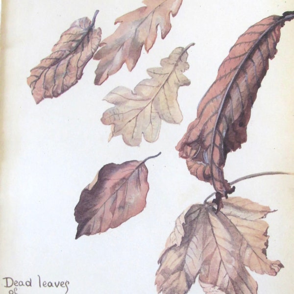 Dead Leaves of Elm, Oak, Beech, Chestnut, Sycamore/Water Wren/1970s Botanical Print of 1906 Edith Holden Water Color/Unframed Print