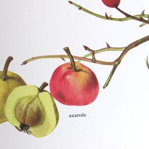 Wild Rose Hips/Azarole/Medlar/Service Tree Apple, Color Plate, 7.75 x 11.5 in, Vintage Illustration by Marilena Pistoia, Unframed Book Print image 2