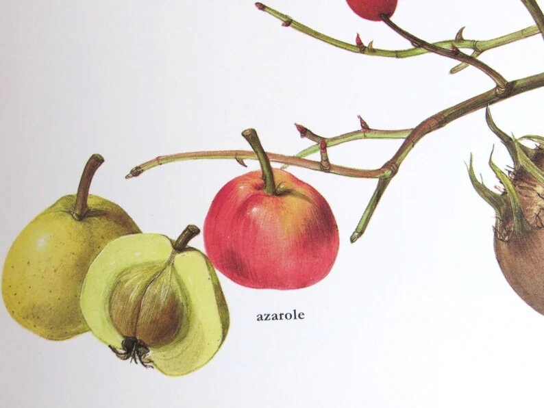 Wild Rose Hips/Azarole/Medlar/Service Tree Apple, Color Plate, 7.75 x 11.5 in, Vintage Illustration by Marilena Pistoia, Unframed Book Print image 2