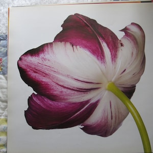 Tulips, Attila/Texas Gold, 12 x 12 in, Color Plate, 2-sided Vintage Book Print, Botany Print