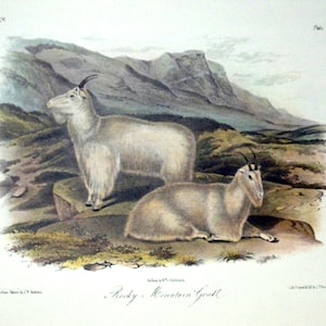 Vintage Audubon Animal Print-2 Sided Book Page-Mammal-1975 Print-Rocky Mountain Goat/American Beaver