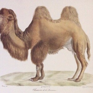 Bactrian Camel, 1990s Reproduction Colorplate, Book Plate, 10 x 14 in. Book Page Print, Animal Print, Nature Print