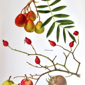 Wild Rose Hips/Azarole/Medlar/Service Tree Apple, Color Plate, 7.75 x 11.5 in, Vintage Illustration by Marilena Pistoia, Unframed Book Print image 1