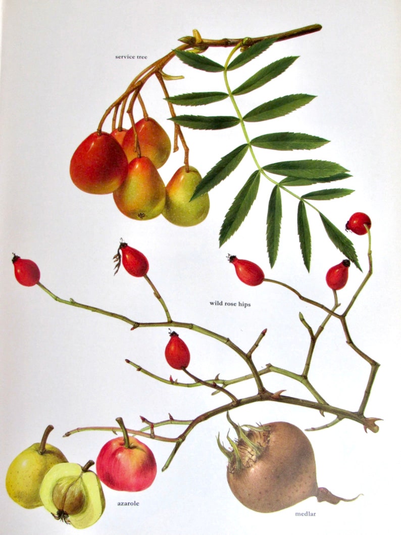 Wild Rose Hips/Azarole/Medlar/Service Tree Apple, Color Plate, 7.75 x 11.5 in, Vintage Illustration by Marilena Pistoia, Unframed Book Print image 1