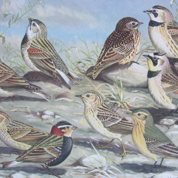 Longspur, Lark, Pipit, 1968 Vintage Book Plate, Book Page, Bird Print, North American Species