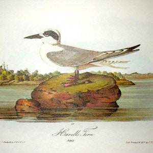 Vintage Audubon Bird Print-2 Sided Book Plate-1975 Print-Havells Tern/Least Tern